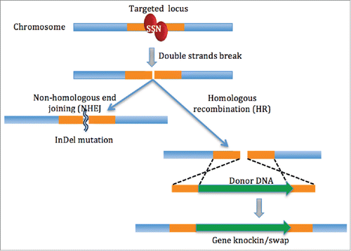 Figure 3. Repair mechanisms of double stranded breaks induced by genome editing through non-homologous end joining (left) and homologous recombination (left).