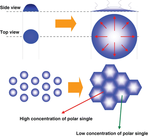 Figure 6. Side and top views of the dotted LC after exposure to air and after vacuum assembly in the ODF process. The high concentration of the polar single after the evaporation of the monomer caused the mura defect at the edge of the LC dotted area.