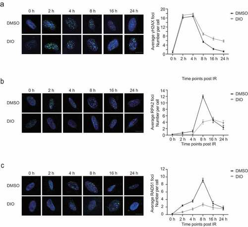 Figure 3. Diosmetin reduces the recruitment of RPA2