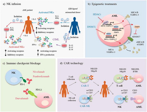 Figure 2. Enhancing AML recognition by immunotherapy techniques. Several strategies based on the use of NK cells have been proposed to allow the recognition of AML cells, such as: a) NK infusion. Autologous NK cells or NK cells from a KIR-ligand mismatched donor, are expanded in vitro in the presence of IL-2, IFN-γ, and/or anti-CD3. AML patients are infused with these cells and treated with IL-2 to promote the expansion of NK cells. An alternative is the infusion of allogeneic CIML cells that are expanded in vitro in the presence of a cytokine cocktail (IL-12, IL-15 and IL-18). An advantage of this treatment is that there is no need to treat the patient with IL-2; b) Epigenetic treatments. Treatment with HDACi and DNMTi restores NKG2DL (MICA and ULBPs 1–3) expression on the cell surface of AML cells. The TIMP3 gene, which is methylated in some AML patients, is also expressed, leading to the inhibition of the main protease involved in the release of NKG2DL, ADAM17. As a consequence, NKG2DL (MICA/B and ULBP2) are not shed from the cell surface and are released in their soluble form (sMICA/B and sULBP2), maintaining the high expression levels on the AML cell surface. c) Immune checkpoint blockade. Specific antibodies against PD-1 (nivolumab, pembrolizumab) or its ligand PD-L1 (durvalumab) block the PD-1/PD-L1 interaction, avoiding the anergy of NK cells; and d) CAR technology. T cells or NK cells collected from the AML patient are transduced with CAR with specific genes (NKG2D, NKp30) or antibodies (α-CD33, α-CD7). Further, these cells are infused in AML patients and when CAR recognizes its antigen, expressed on the surface of AML cell, CAR-T or CAR-NKs are activated.