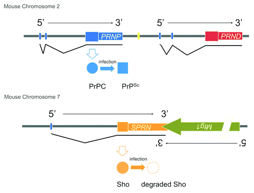 Figure 1. CNS-expressed prion proteins in mice. PrPC encoded by Prnp and Sho encoded by Sprn are located on different chromosomes. Their adjacent flanking genes (Prnd, Mtg1) are shown and these encode the doppel protein and mitochondrial GTPase 1, respectively. Protein products of Prnp and Sprn are shown but are omitted for Prnd and Mtg1 for the sake of simplicity. Sizes of the transcription units are not to scale and a complex intron/exon structure for Mtg1 has been simplified for the purpose of this figure (slash mark).