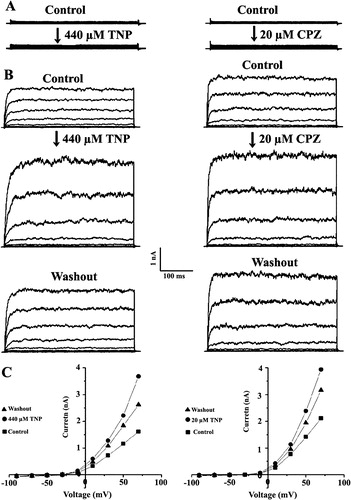 Figure 1.  Activation of the SAKCa channel by TNP and CPZ. Effect of TNP (left) and CPZ (right) on whole-cell currents from a cell transfected with GFP alone (A) or with SAKCa/GFP (B). Cell membrane potential was held at −40 mV and stepped to various potentials for 1 sec duration from −80 to +80 mV in 10 mV increments. Each pair of recordings was from the same cell. (C) Current–voltage relationships corresponding to the above recordings.