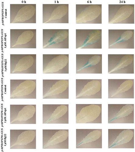 Figure 10. Patterns of GUS staining in leaves of Arabidopsis carrying pAtPROPEP5::GUS and pAtPROPEP8::GUS reporter constructs, treated with 1 μM AtPep1 and 1 μM flg22. 0 h: 0 time point; 1 h: one hour after treatment; 6 h: six hours after treatment; 24 h: 24 hours after treatment.