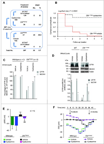 Figure 1 (See previous page). Effects of 5-wk oral administration of cysteamine on the intestine of 2 wk-old CftrF508del mice. (A) Schematic representation of the effects of oral administration of cysteamine on the mortality of control (wild-type [WT] homozygotes or WT and F508del heterozygotes) and CftrF508del mice. (B) Cumulative survival rate in CftrF508del mice (n = 82) orally administered with either vehicle (n = 47) or cysteamine (n = 35) for 5 wk. Log-rank test, P = 0.0001. (C and D) Effects of cysteamine on CFTR and BECN1 protein levels in the intestine. (C) Mean changes of protein levels in 5 wild-type and 5 CftrF508del mice treated with either vehicle or cysteamine for 5 wk. Mean ± SD of 3 independent measurements; **P < 0.01 versus vehicle-treated CftrF508del mice (ANOVA). (D) Top, representative immunoblot with anti-CFTR (Abcam clone CF3) and BECN1 (Abcam clone Ab55878) in 1 mouse per treatment group. Bottom, densitometric measurement in the CftrF508del mouse, as percentage of vehicle-treated WT mouse normalized to TUBA levels. Mean ± SD of triplicates of independent experiments, **P < 0.01 versus vehicle-treated CftrF508del mice (ANOVA). (E and F) Effects of cysteamine on rectal potential difference (RPD) in response to 20 μM forskolin (Fsk) in 5 WT and 5 CftrF508del mice treated with vehicle or cysteamine. Measurements were conducted during continous perfusion with a Cl− free solution containing 100 μM amiloride. (E) Mean changes of RPD (ΔRPD) in response to Fsk in 5 WT and 5 surviving CftrF508del mice. Responses in CftrF508del mice were significantly smaller than in wild-type mice; responses in cysteamine-treated CftrF508del mice were significantly higher than in vehicle-treated CftrF508del mice. Mean ± SD of 5 measurements in each group; ###P < 0.001 versus vehicle-treated WT mice; ° P < 0.05 versus vehicle-treated CftrF508del mice (ANOVA). (F) Representative response to Fsk (arrow) in one WT and one surviving CftrF508del mouse per treatment group.