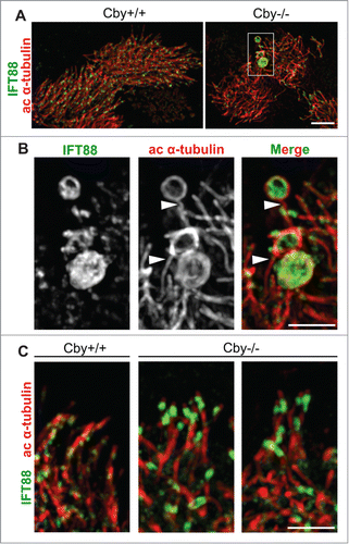 Figure 4. IFT88 accumulations are contained within the bulge structures at the dilated ciliary tips of Cby−/− tracheal ciliated cells. (A) Super-resolution 3D-SIM images of ALId21 Cby+/+ and Cby−/− MTECs colabeled for IFT88 (green) and ac α-tubulin (red). Scale bar: 5 µm. (B) Magnified images of the boxed area in (A) clearly demonstrate that IFT88 accumulations occurred within dilated ac α-tubulin-positive enclosures at the ciliary tip. Single channel images for IFT88 and ac α-tubulin staining are shown in grayscale. Ciliary axonemes, which harbor IFT88 accumulations, are indicated by arrowheads. Scale bar: 1 µm. (C) 3D-SIM images of cilia in Cby+/+ and Cby−/− MTECs at ALId21 colabeled for IFT88 (green) and ac α-tubulin (red). Moderate IFT88 accumulations at the ciliary tip were frequently found in Cby−/− ciliated cells. Note that IFT88 accumulations, large or small, were not seen in Cby+/+ cilia. Scale bar: 1 µm.
