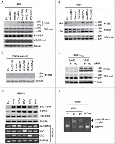 Figure 2. Overexpression of tRNALeu induced the phosphorylation of 90-kDa RPS6K under amino acid starvation. (A and B) Western blot analysis of HEK 293T cells transfected with different tRNAs. Phosphorylation of S6K and 4E-BP, P-S6K and P-4E-BP, respectively, were analyzed without media change (A) and after incubation under amino acid-deprivation for 3 h as well as after addback of amino acids and further incubation for 1.5 h (B). Phosphorylation signals in the 90-kDa (p90) and 70-kDa (p70) sizes detected by p70 S6K specific antibody (P-S6K) are shown. tRNA-like pseudo RNA was also included. −AA, amino acid starvation; +AA, amino acid supplementation. Tubulin, total S6K, or total 4E-BP were used as controls. (C) P-S6K was analyzed via western blot with HEK 293T cell lysates transfected with tRNA for 24 h, and then incubated with leucine-free media for 3 h. (D) Western blot and RT-PCR analyses for the cell lysates transfected with tRNALeu isotypes. Two tRNALeu AAG vectors with different flanking sequences, but the same tRNA gene, were included. P-S6K and ERK phosphorylation (P-ERK) were detected after overexpression of each tRNA. Tubulin and GAPDH were used as controls. (E) Western blot analysis for the tRNALeu CAG-overexpressing cell lysates transfected with tRNALeu CAG-specific siRNA (si-Leu). Two different si-Leu sequences were used here. −AA, amino acid starvation; +AA, amino acid supplementation. (F) Gel shift assay to monitor the formation of the complex between tRNALeu CAG and si-Leu. si-Cont, si-Control.