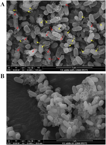 Figure 10. Effect of fungal-biosynthesized AuNPs over the structure of Bacillus subtilis endospores. (A) SEM micrograph of Bacillus subtilis endospores exposed to 100 mg/L for 6 h to fungal-synthesized AuNPs. Disrupted (red arrows) and shrinked (yellow arrows) spores are pointed out. (B) SEM micrograph of untreated Bacillus subtilis endospores (control).