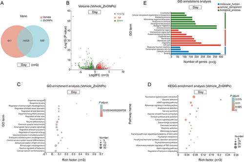 Figure 3 Effects of exposure to ZnONPs on transcriptome sequencing in adult mouse brain tissue (ZnONPs-High versus Vehicle during the day). (A) Venn diagrams showing the number of overlapped different expression between the two groups. (B) Volcano plot showing DEGs. Red and green dots represented up-regulated and down-regulated, respectively (|fold change|>2.0, P<0.05). Grey dots represented unsignificant difference. (C) GO enrichment analysis of DEGs. The rich factor indicated the ratio of the number of DEGs annotated in a GO term (presented top 20 enriched GO terms, P-adjust<0.05) to the number of all genes. Dots size indicated the genes in GO Term and dots color indicated P-adjusted value. (D) KEGG enrichment pathway analysis of DEGs. The rich factor reflected the richness of the DGEs in a given pathway (presented top 20 enriched pathways, P-adjust<0.05). Solid circles size indicated the number of DGEs and circles color indicated P-adjusted value. (E) GO annotations analysis (level 2) of three function categories were presented. In GO terms green, red and blue represented biological processes, cellular components and molecular functions, respectively (P<0.05).