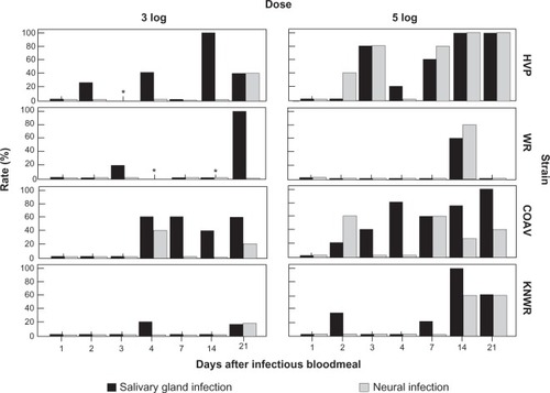Figure 11 Infection rates of neural tissue and salivary glands among infected individuals. A significant correlation (P < 0.05) between these variables was found in the 5-log group in all strains except the HVP. No significant correlations were found in the 3-log group. Asterisks mark time points where no infected specimens were found.
