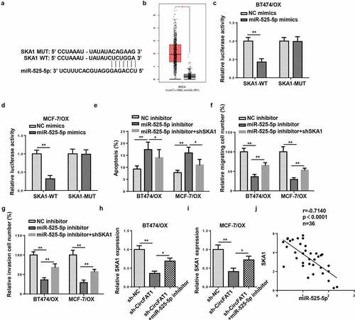 Figure 5. CircFAT1 accelerates metastasis and reduces apoptosis in OX-resistant BC cells via miR-525-5p/SKA1 axis
