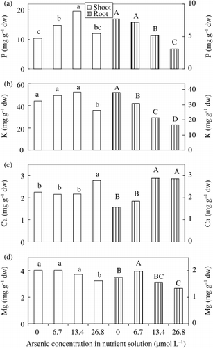 Figure 6  Effect of As on the concentration of (a) P, (b) K, (c) Ca and (d) Mg in shoots and roots of rice seedlings. Bars with different letters are significantly different (P < 0.05) according to a Ryan–Einot–Gabriel–Welsch multiple range test.