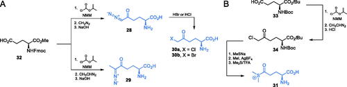 Scheme 8. Synthesis of electrophilic glutamine-based inhibitors of GlcN-6-P synthase.