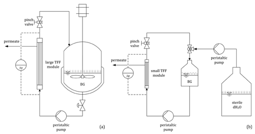 Figure 5 (a) Harvesting of the BG product via TFF; concentration from 20 to 2 l in the fermenter. (b) Washing of the BG product with 5.0 l dH2O via diafiltration; concentration from 2.0 l to 400 ml in a stirred reservoir.