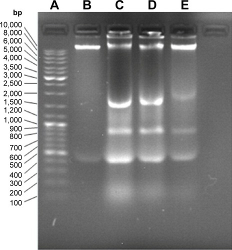 Figure 5 DNA fragmentation of MCF-7 cells treated with 125, 250, and 500 μg/mL of WP1-SeNPs for 48 hours.Notes: Lane A DNA maker, lane B control group, lane C 500 μg/mL exposed group, lane D 250 μg/mL exposed group, and lane E 125 μg/mL exposed group.Abbreviation: WP1-SeNPs, walnut peptide 1-selenium nanoparticles.