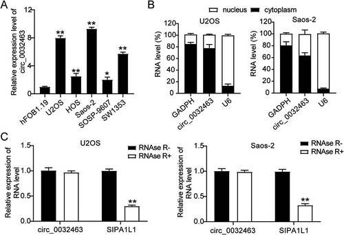 FIG 2 circ_0032463 is upregulated in osteosarcoma cells. (A) Measurement of circ_0032463 expression in osteosarcoma cell lines (U2OS, HOS, Saos-2, SOSP-9607, and SW1353) and the normal osteoblast cell line (hFOB1.19) by RT-qPCR. (B) Measurement of circ_0032463 expression in the nucleus and cytoplasm of U2OS and Saos-2 cells by RT-qPCR. (C) RT-qPCR analysis of circ_0032463 and SIPA1L1 mRNA after treatment with or without RNase R in U2OS and Saos-2 cells. *, P < 0.05; **, P < 0.001.