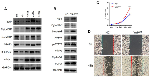 Figure 3 Overexpressed YAP activated STAT3 signalling and accelerated epithelial cell proliferation and “wound healing”. (A) Western Blot analysis of YAP and STAT3 expressions after 4 hour DSS stimulation followed by different time incubation in reduced serum medium without DSS. (B) Western Blot analysis of protein levels of YAP and STAT3 signalling related key factors between NC and YAPWT FHC cells. (C) CCK-8 analysis of epithelial cell proliferation between NC and YAPWT FHC cells at different time points. (D) Scratch assay analysis of epithelial cell “wound healing” areas between NC and YAPWT FHC cells at different time points. Data were presented as mean ± SEM, **P< 0.01, ****P< 0.0001.