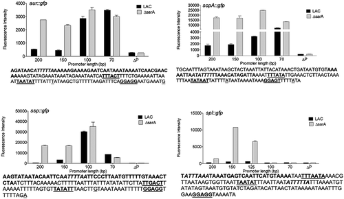 Figure 13. Characterization of regions containing cis active elements that contribute to SarA-mediated repression of extracellular proteases. Constructs containing the indicated number of base pairs upstream of each protease gene/operon translational start site were used to generate truncated versions of the pCM11 gfp reporter plasmid indicated in each panel. These were then introduced into LAC and its sarA mutant and fluorescence assessed after ON growth. Results are reported as the average mean fluorescence intensity ± standard error of the mean from two biological replicates, each of which included three experimental replicates. The sequence below each panel illustrates the region upstream of each protease gene/operon with the region containing putative SarA binding sites (bold italics), putative −35, −10, and ribosome-binding sites (bold underlined), and transcriptional and translational start sites (underlined)