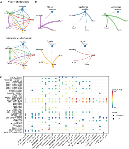 Figure 12 Cell communication analysis of scRNA-seq data. (A) GSE146115 data cell communication networks for five cell types; (B) How each cell interacts with other cells; (C) Bubble maps of receptor-mediated cell communication. scRNA-seq, single-cell RNA sequencing.