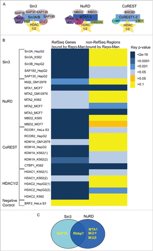 Figure 1. HDAC complexes and interactions with Repo-Man. (A) Three main HDAC complexes members, Sin3A, NuRD and CoRESTCitation6. Repo-Man interactors identified by Mass Spectrometry are SAP18, Rbbp7, MTA1 and Mi2α/β. (B) Overlap between Repo-Man bound genes (RefSeq) and the rest of the genome (non-RefSeq) with HDAC available ENCODE data from HeLa and cell lines indicated in the figure; colour key is shown with the correspondent p-value. (C) HDAC complex members interacting with Repo-Man in available Mass Spectrometry datasets.
