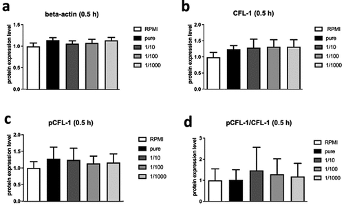 Figure 4. Protein levels of beta-actin (a), CFL-1 (b) and inactive pCFL-1 (c) as well as ratios of pCFL-1/CFL-1 (d) after short-term SGBS adipocyte-conditioned medium stimulation analyzed by Western Blot. NK-92 cells were incubated for 0.5 hours with serial dilutions of SGBS adipocyte-conditioned medium (harvested on day 10 of adipogenesis, pure or diluted 1:10, 1:100 and 1:1000 in RPMI, each with 250 µl). NK-92 cells incubated with RPMI only served as controls. All data represent means ± SEM. Data was pooled from three independent replicates.