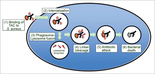 Figure 1. Model for the mechanism of action of TAC. As depicted in the model, (1) TAC binds to S. aureus bacteria, (2) TAC bound S. aureus bacteria are internalized by professional phagocytes or other host cells such as epithelial cells. After (3) phagosome-lysosome fusion, (4) lysosomal cathepsins cleave the linker, which (5) releases the active antibiotic dmDNA31 attacking the intracellular bacteria, resulting in (6) elimination of the bacteria.