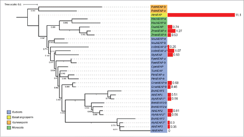 Figure 7. Phylogenetic tree of NEAP proteins.