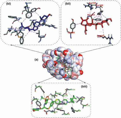 Figure 2. Details of binding mode (a) solvent-accessible surface view (b) interaction view of ligands in BH3 binding pocket of Bcl-2. Stick representations of the Ligands are shown by colors (bi) blue: β-Sistosterol (bii) red: Ursolic acid (biii) green: navitoclax (referencer inhibitors). Figures 2-5: Types of interactions are represented by Green-dotted lines: H-bonds; light purple-dotted line: hydrophobic interactions (Pi-Alkyl, Alkyl and pi-stacking); purple-dotted line: Pi-Pi T Shaped; yellow-dotted lines: Pi-sulfur interactions, pi-stacking interactions, with three-letter abbreviations of amino acids.