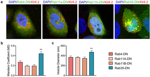 Figure 4. Rab35-DN induces intracellular accumulation of KATP channels. (a) Representative immunostaining images obtained from Hela cells transfected with HA-Kir6.2/SUR2A (red) and GFP-tagged Rab4-DN, Rab11a-DN, Rab11b-DN or Rab35-DN (green). (b) Manders M2 colocalization coefficient was calculated as the presence of HA-Kir6.2 in the GFP-labeled vesicles. (c) Average diameters of the vesicles containing KATP channels compared in Rab4-DN, Rab11a-DN, Rab11b-DN and Rab35-DN groups. n ≥ 11 images in each group. Scale bar, 5 µm. **P < 0.01 determined by one-way ANOVA followed by Holm-Sidak test.