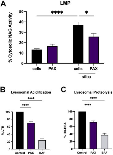 Figure 3. PAX prevents LMP caused by silica and disrupts lysosomal acidification. Data expressed as mean ± SEM. (A) LMP assessed by cytosolic NAG activity in BMdM pretreated with PAX (10 μM) for 30 min before silica (50 μg/mL) exposure for 24 h. n = 5. * p < 0.05 or **** p < 0.0001 compared to silica treated BMdM as determined by two-way ANOVA with Tukey’s multiple comparison test. (B) Lysosomal acidification as assessed by lysotracker Red (LTR) or (C) lysosomal proteolytic activity as assessed by DQ-BSA after 1 h treatment with PAX (10 μM) or BAF (100 nM). n = 6. **** p < 0.0001 compared to untreated BMdM as determined by one-way ANOVA with Dunnett’s multiple comparisons test.