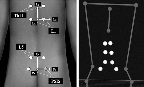 Figure 1. Markers for the lumbar kinematics measurement (Left: body surface model, Right: three-dimensional motion analysis model). Pelvic and lumbar coordinate systems are configured from these markers. The lumbar kinematics is defined as (+) lumbar extension/(−) flexion on the z-axis, (+) lumbar rotation toward the lead side/(−) back side on the y-axis, and (+) lumbar lateral flexion toward the back side/(−) lead side on the x-axis