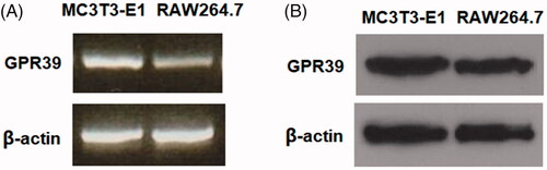 Figure 1. The expression patterns of GPR39 in MC3T3-E1 cells. Murine RAW264.7 macrophages were used as a reference. (A) RT-PCR of GPR39; (B) protein levels of GPR39.