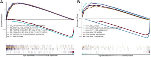 Figure 7 GSEA analysis for the seven MRGs. (A) In GO terms, GSEA indicated that monocarboxylic acid catabolic process, organic acid catabolic process, and positive regulation of cell cycle phase transition were most significantly enriched. (B) In KEGG terms, GSEA suggested the enrichment in cell cycle, complement and coagulation cascades, and fatty acid metabolism.