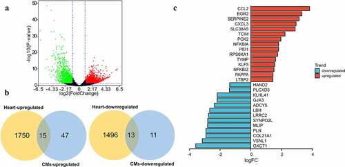 Figure 5. Validate the expression of the 86 DEGs in dataset of COVID-19 heart samples. (a) Volcano plot showed DEGs as red dot represent up-regulated and green dot represent down-regulated genes in COVID-19 heart. (b) The overlapping of up-regulated DEGs and downregulated DEGs between SARS-CoV-2 infected CMs and heart. There were 15 of 62 overlapped DEGs upregulated and 13 of 24 overlapped DEGs downregulated in SARS-CoV-2 infected heart. (c) The logFC value of above 28 DEGs (red marked 15 upregulated and blue marked 13 downregulated) in SARS-CoV-2 infected heart.