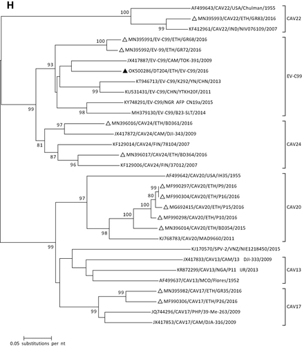 Figure 1 Phylogenetic analysis of RVA (A and B), NoV (C), HAstV (D), SaV (E), HAdV (F), EVA (G) and EVC (H). A portion the VP7 and VP4 regions were used for RVA. Partial sequences of hexon loop one and ORF2 were used for HAdV and HAstV, respectively. Portions of the VP1 coding regions were used for NoV, SaV and EV. The trees were constructed by using Maximum-likelihood (ML) method with a bootstrap analysis of 1000. Strains from the present study are labeled with black triangles and white triangles indicate previously reported strains from Ethiopia.