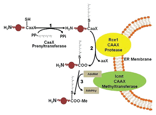 Figure 1 Overview of prenylation pathway. Proteins containing carboxy-terminal CAAX motif are modified by the cytosolic CAAX prenyltranferases farnesyltransferase or geranylgeranyltransfersase-I (1), which add a 15-carbon farnesyl or a 20-carbon geranylgeranyl group (as depicted here) to the cysteine residue. Following prenylation and translocation of the CaaX protein to the endoplasmic reticulum (ER), the C-terminal three amino acids (AAX) are proteolytically removed by RCE1 (2), leaving the prenylcysteine (with attached farnesyl or geranylgeranyl) at the C terminus. The final modification also occurs at the ER when the protein is carboxyl methylated (3) by isoprenylcysteine carboxylmethyltransferase (ICMT), in a reaction that consumes S-adenosylmethionine (AdoMet) and produces S-adenosylhomocysteine (AdoHcy).