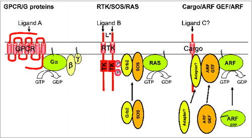Figure 1. Contrasting, simplified models of activation of G protein (left), RAS (middle), and ARF families of GTPases. GPCRs are a very large family (>800) of heptahelical membrane spanning proteins that bind ligands on the outside of the cell, leading to conformational changes that activate latent GEF activity for heterotrimeric G proteins on the cytoplasmic surface, promoting release of GDP and binding of the activating GTP. GPCRs can act catalytically to generate many activated Gα's per activated receptor, though may also retain the bound G protein subunits to act in more of a scaffolding role. One model of RAS activation (middle) is through the binding of a growth factor to its receptor on the outside of cells, resulting in auto-phosphorylation of the cytoplasmic tail of the receptor, and recruitment of the RAS GEF, Grb2/SOS, which activates the RAS already present on the plasma membrane. Thus, the GEF is recruited by the Receptor Tyrosine Kinase (RTK). Note that other RAS GEFs use different mechanisms (not shown). Less well understood is the role of transmembrane Cargos (e.g., mannose 6-phosphate receptor, amyloid precursor protein, etc) in recruiting or activating specific ARF GEFs (e.g., GBF1, BIG1/2, etc) at different sites inside cells. Both the ARF GEF and the ARF itself are recruited to the site of action. Roles for a ligand, binding to the cargo, or of an adaptor to physically couple the cargo to the ARF GEF are speculative and are included to highlight predicted functional homologies to the other GTPase systems.
