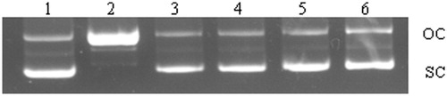 Figure 1. Inhibitory effect of AME extract on AAPH (20 mM) induced pBR322 DNA damage. Lane 1, plasmid only (negative control); Lane 2, plasmid + AAPH (positive control); Lane 3–5, plasmid DNA + AAPH + extract (25, 50 and 100 µg); Lane 6, chlorogenic acid (5 µg).