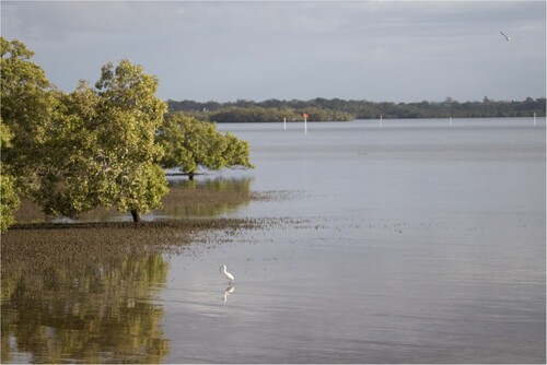 Figure 8. Toondah Harbour, the site on which 40 hectares of Ramsar protected wetlands are facing imminent development.