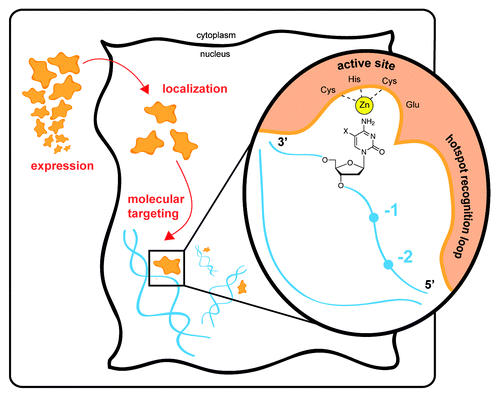 Figure 1. Levels of targeting of AID/APOBEC deaminases. Physiological targeting of the purposeful mutator AID/APOBEC enzymes occurs at many levels. Expression of AID is generally confined to the activated B cell, while APOBEC3 family restriction factors are largely expressed in myeloid and lymphoid lineages and, in certain settings, may be induced by inflammation or cytokine signaling. Beyond tissue-specific localization, cellular localization is critical for protecting genomic DNA from deaminases, and protein partners may be involved in engaging with genomic targets. At the molecular level, the enzymes preferentially engage with single-stranded DNA. Each family member shows a distinctive sequence preference that can span several residues surrounding the target base (−2 to 0 positions shown). The mutational signatures are conferred via the enzyme’s “hotspot recognition” loop that engages the target sequence. The active site, depicted with bound zinc (Zn) and the active site acid–base residue (Glu), engages with the cytosine base. The enzyme shows discrimination against 5-position modified cytosines (shown with an X). The deoxyribosyl sugar is a key determinant of proper targeting of DNA over RNA, facilitating a conformation which permits targeting of cytosine for deamination. These multiple levels of targeting govern the proper physiological engagement of substrate and perturbations at any of these levels may contribute to pathological pro-oncogenic mutation by AID/APOBEC enzymes.