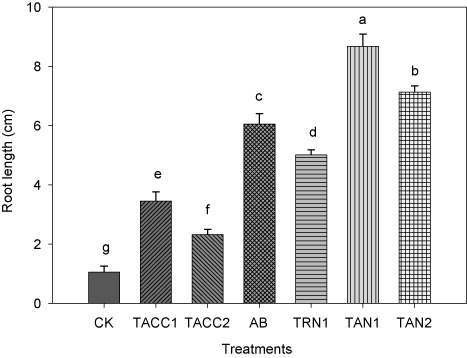 Figure 1. Comparative effectiveness of ACC-deaminase and/or nitrogen-fixing rhizobacteria on root length of tomato. Different letters (a–g) on bars indicate significant differences of mean values for root length. Bars represent standard errors.CK, control; AB, Azotobacter