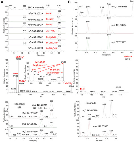 Figure 5 Base peak chromatograms (BPC) and extracted ion chromatograms (EIC) of the peak at m/z representing eugenol rutinoside from star anise extract measured in positive (A) and negative (B) ionization mode. Full MS and MS/MS spectra are shown.