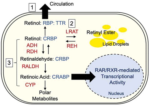 Figure 1. Overview of the retinoid metabolism