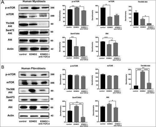 Figure 6. TGF β2 affects the AKT/mTOR pathway in EDMD2. Western blot analysis of p-mTOR, mTOR, Thr308 Akt, Ser473 Akt, Akt and actin performed in (A) control myoblasts (control), EDMD2 myoblasts (EDMD2) and EDMD2 myoblasts treated with anti-TGF β2 neutralizing antibody (EDMD2 + anti-TGF β2) or (B) control fibroblasts (control), EDMD2 fibroblasts (EDMD2) and EDMD2 fibroblasts treated with anti-TGF β2 neutralizing antibody (EDMD2 + anti-TGF β2). Actin bands are shown as protein loading control. Molecular weight markers are reported in kDa. Densitometric analysis of immunoblotted bands normalized on actin is reported in the graphs. Means ± standard deviation are shown in graphs. Statistically significant differences are indicated by an asterisk (p<0.05), double asterisk (p< 0.01) or triple asterisk (p< 0.001).