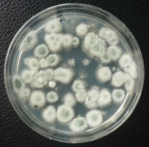 Fig. 7. Colonies of Penicillium species on PDA originating from swab samples taken from the surface of breaker-stage tomato fruit on the vine.