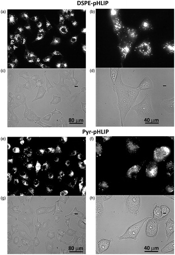 Figure 3. Uptake and cellular distribution of (a–d) DSPE-pHLIP (5 mol%) and (e–h) Pyr-pHLIP (5 mol%) coated Span20 (43 mol%) and cholesterol (50 mol%) niosomes containing 2 mol% of fluorescent R18 by A549 lung cancer cells. Cells were treated with fluorescence niosomes at pH 6.4 for 1 hour, followed by washing, seeding cells in glass bottom collagen coated cell dishes and imaging at next day. Fluorescence (a, b, e, f) and phase contrast (c, d, g, h) images were obtained using 20× (a, c, e, g) and 40× (b, d, f, h) magnification objective lenses.
