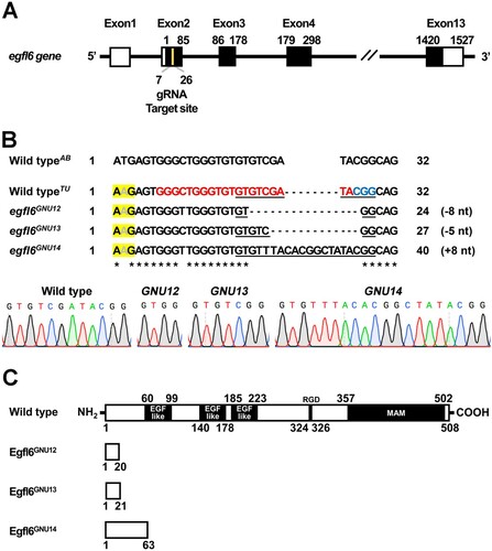 Figure 2. Generation of loss-of-function mutations in egfl6 gene. (A) Structure of egfl6 gene. egfl6 gene consists of 13 exons bearing sequences for the protein-coding region (black box) and the 5′ and 3′ untranslated regions (open box). The gRNA target site in the second exon is marked in yellow. (B) Mutant alleles of egfl6 gene. The in/del mutation of each mutant allele is shown in the multiple sequence alignments, with the gRNA target and the PAM sites being marked in red and blue, respectively in the wild-typeTU egfl6 sequence. The electrophoretograms show the lesion in each egfl6 mutant allele that is underlined in the multiple sequence alignments. The start loss mutation in egfl6 gene in the wild-type TU strain is highlighted in yellow. (C) Schematic of the Egfl6 protein encoded by the wild-type and mutant alleles. The conserved five domains marked in the wild-type Egfl6 protein are missing in all mutant Egfl6 proteins.