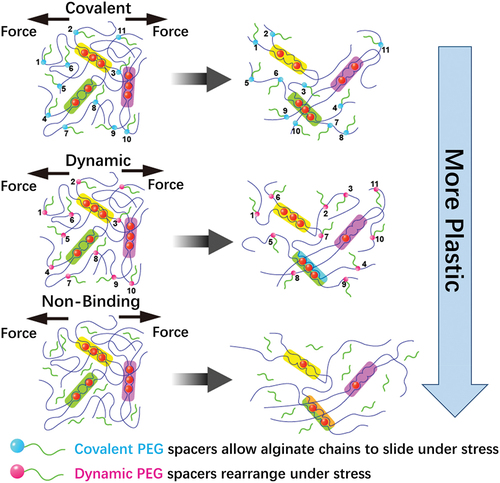 Figure 2. By incorporating pendant PEG to alginate that are either bound covalently, dynamically through Schiff base formation, or simply encapsulated (nonbinding), the irreversible plastic deformations can be controlled with respect to the Young’s modulus and stress relaxation.