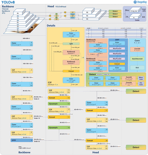 Figure 4. Yolo v8 architecture (Range Citation2024).