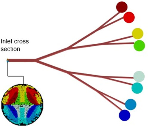 Figure 3. Example of a particle Release map (PRM). The cross section of the inlet plane is color coded; each color indicates the outlet that would be targeted if microspheres were injected at this particular radial location.