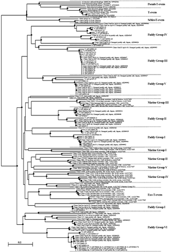 Figure 3  Neighbor-joining tree showing the relationships of the g23-segment amino acid sequences of the isolated phages with those from GenBank. Internal nodes with at least 50% bootstrap support (•). CBC, Coast of British Columbia. The scale bar represents the number of amino acid substitutions per residue.